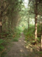 Thetford Forest.jpg
65.24 KB 
384 x 512 
4/26/02
